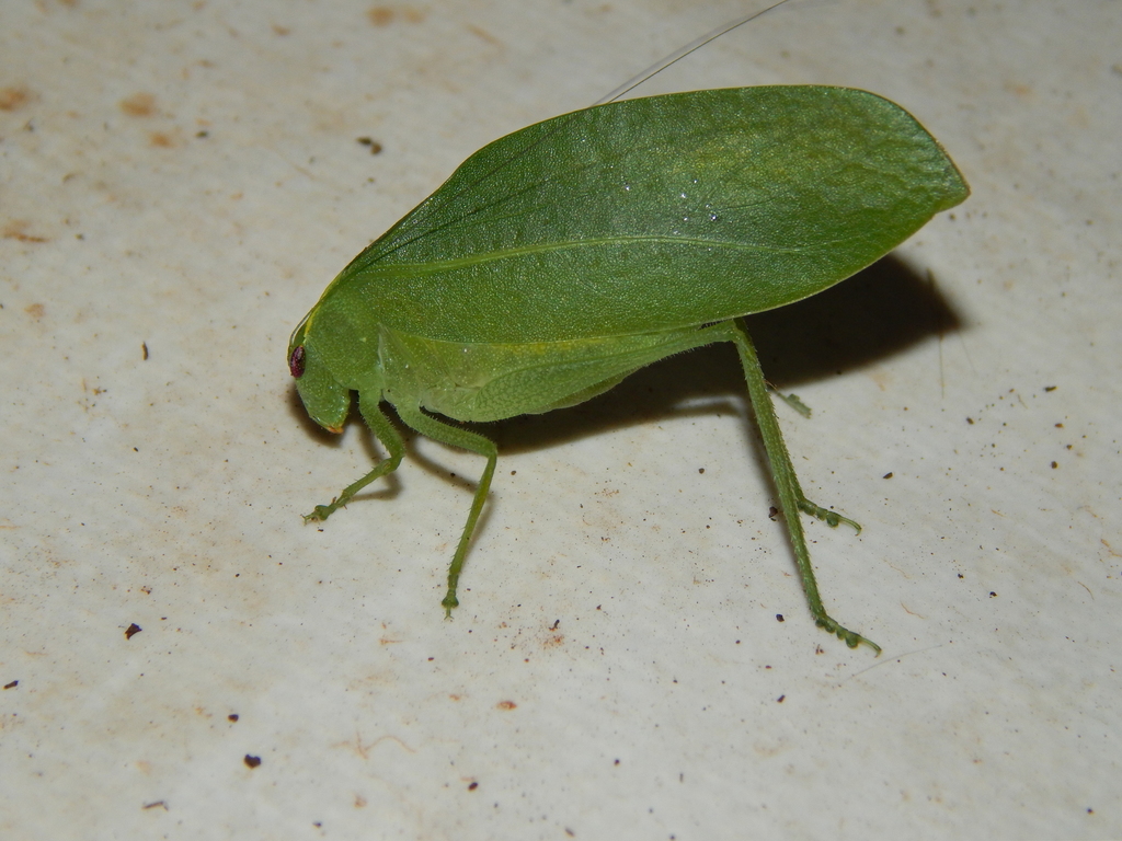 Kalahari Oblong-eyed Katydid