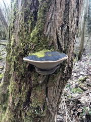 Phellinus