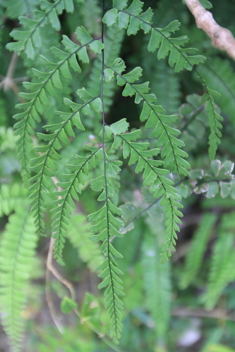 Image of Adiantum melanoleucum by (c) Brian Oakes Haiti Hunter, some rights reserved (CC BY)