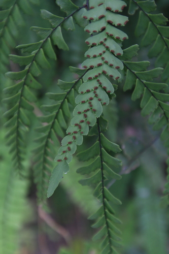 Image of Fragrant Maidenhair Fern (Adiantum melanoleucum) by (c) Brian Oakes Haiti Hunter, some rights reserved (CC BY)