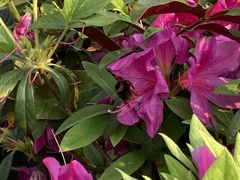 Bombus eximius
