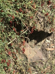 Chenopodium nutans nutans