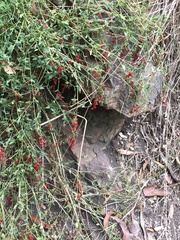 Chenopodium nutans nutans
