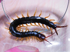 Scolopendra mutilans