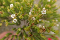 Euchaetis