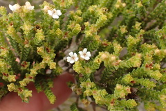Euchaetis