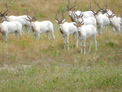 Addax nasomaculatus