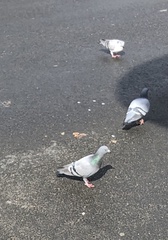 Columba livia domestica