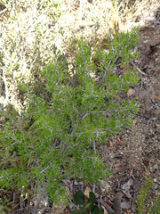 Asparagus mariae