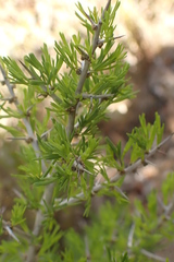 Asparagus mariae