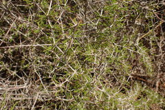 Asparagus mariae
