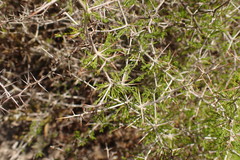 Asparagus mariae