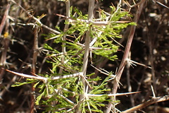 Asparagus mariae
