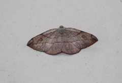Hypochrosis hyadaria