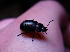 Chrysolina exanthematica