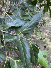 Psydrax lamprophylla