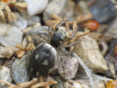 Heliophanus tribulosus