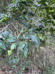 Psydrax lamprophylla