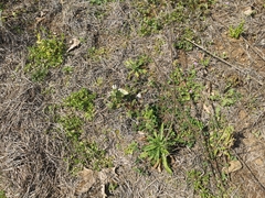 Gonepteryx cleopatra