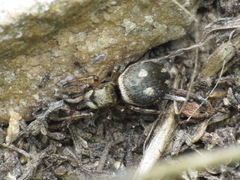 Heliophanus tribulosus