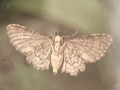 Sigilliclystis insigillata