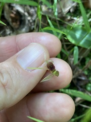 Chiloglottis diphylla