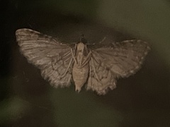 Sigilliclystis insigillata