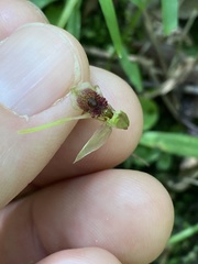 Chiloglottis diphylla
