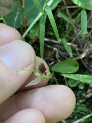 Chiloglottis diphylla