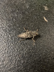 Chrysochroinae