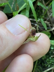 Chiloglottis diphylla