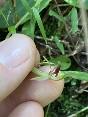 Chiloglottis diphylla