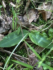 Chiloglottis diphylla