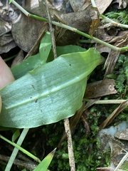Chiloglottis diphylla