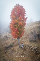 Torminalis glaberrima