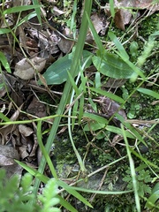 Chiloglottis diphylla