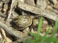 Heliophanus tribulosus