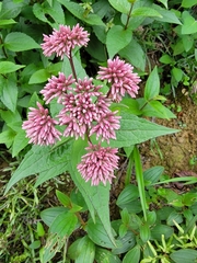 Eupatorium kiirunense