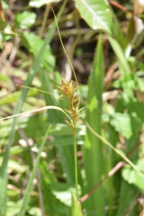 Carex capensis