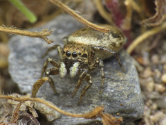 Heliophanus tribulosus