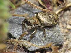 Heliophanus tribulosus