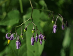 Solanum dulcamara