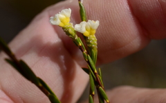 Lachnaea capitata