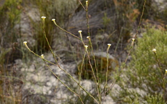 Lachnaea capitata
