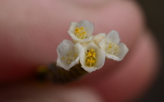 Lachnaea capitata