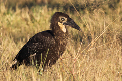 Southern Ground-Hornbill photo 5