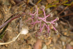 Ledebouria ovalifolia