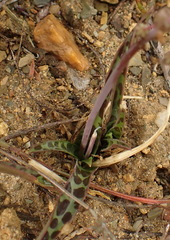 Ledebouria ovalifolia