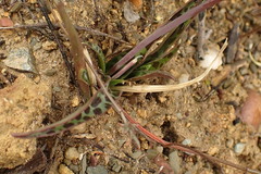 Ledebouria ovalifolia