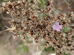 Limonium scabrum
